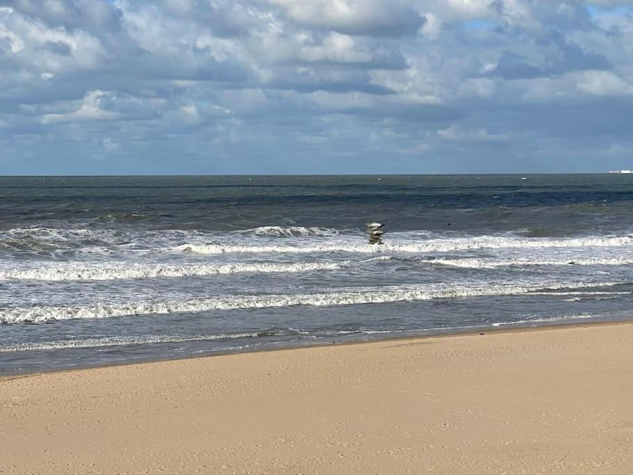 C The C - Oostende Luaran gambar